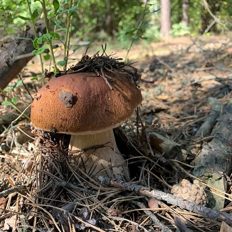 Guía del Boletus Edulis