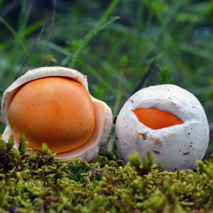 Amanita Caesarea