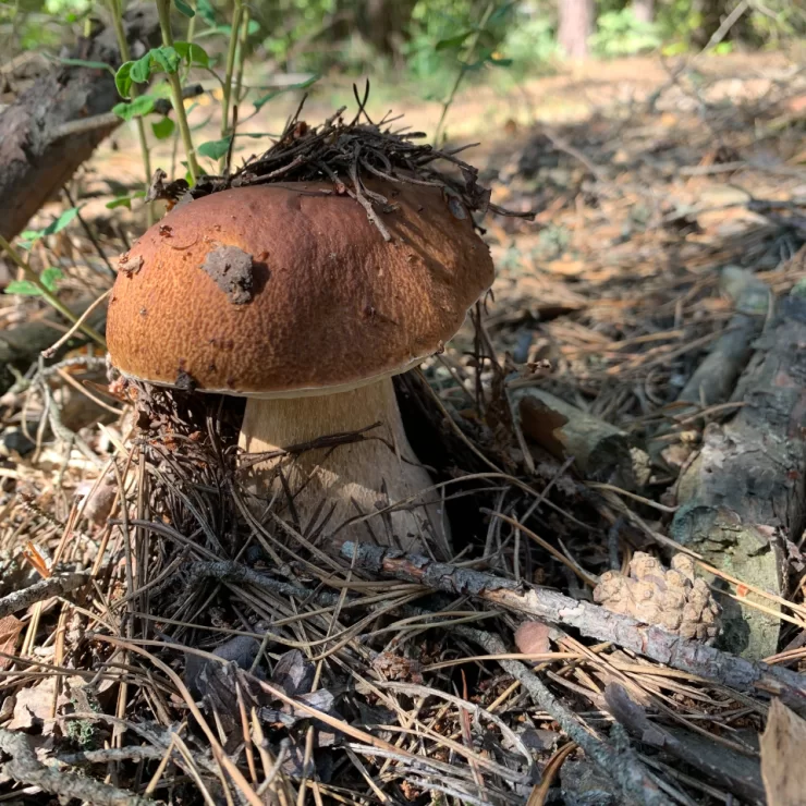 Boletus Edulis en el bosque