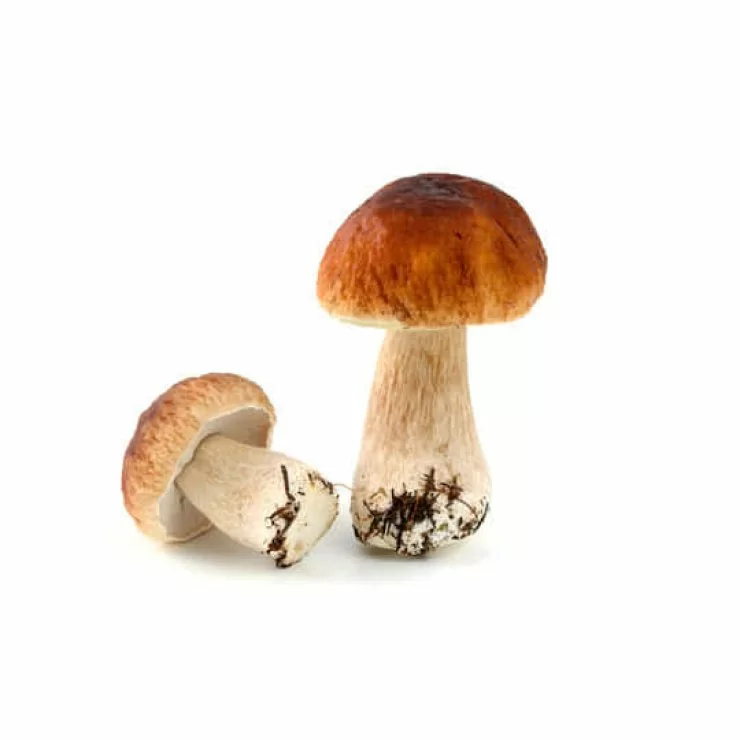 Boletus edulis